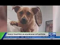 Lexington animal shelter issues plea for help after over 50 dogs found living in filth