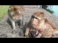 Download Lagu Newborn BABY Monkey Of Mom BRinn Named: BRAXTON