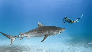 Coming Face to Face with Tiger Sharks
