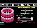 Dynamic Instablity Of Microtubules Microtubule Dynamics