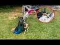 Download Lagu Kind Woman Rescues Trapped Peacock, But When She Brings It Into Her Home She Gets Shocked