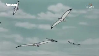 كرتون أسطورة زورو الحلقة الخامسة عشر 