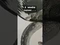 HYPERREALISTIC MAJESTIC SNAKE AND BIRD DRAWING