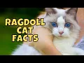 Download Lagu 10 Fun Facts About Ragdoll Cats