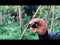 Download Lagu 4 Hari Mikat Burung Kolibri Dikawasan Gajah Liar Sumatera #iskandarfeibeer