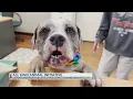 All Kind Animal Initiative put donations from Abilene Gives toward new facility