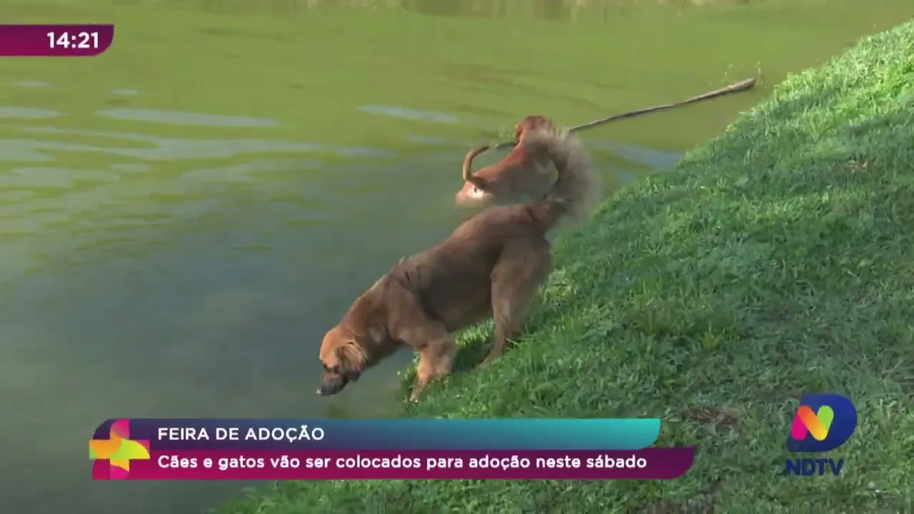 Feira de adoção: cães e gatos vão ser colocados para adoção neste sábado (23)