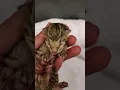 Download Lagu Brand new baby bengal kitten! 😺❤ Galaxy ❤😺