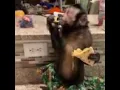 Monkey Eat gif