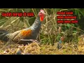 Download Lagu masteran ayam hutan hijau ❗ pancingan ayam hutan langsung nyaot 100% Ampuh
