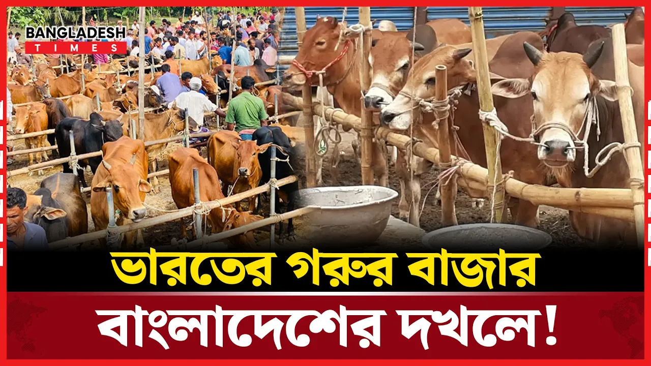 ভারতকে চাপে ফেলে গরুতে সাফল্য বাংলাদেশের!