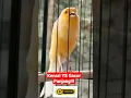 Lagu Kenari YS Gacor Nembak Panjang Ngeroll Mewah Pilihan Juri Lomba ‼️ - Kicau Mania Shorts