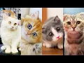 4 Adopted Kittens First 24 Hours