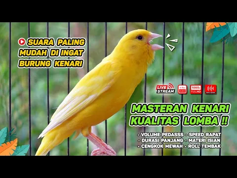Download MP3 Kenari GACOR‼️ Masteran Burung Kenari PAUD dan Pancingan Kenari MACET BUNYI (EPISODE  1553)