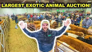 Buying EXOTIC BACKYARD FARM Animals at the World s LARGEST Exotic Animal AUCTION