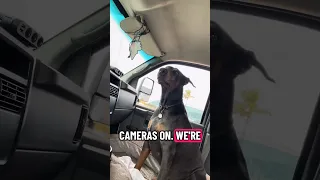 . #Fyp #dream #doberman #pets #youtube