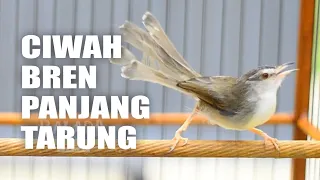 masteran ciwah bren tarung