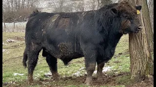 Big Angus bull letting everyone know he is the BOSS