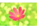 Download Lagu Mishary Rashid Alafasy | 105 | Surah Al-Fil (The Elephant) | مشاري راشد العفاسي