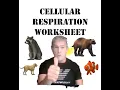 Cellular Respiration Worksheet w Mr B