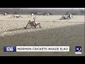 Millions of Mormon crickets invade Elko NV