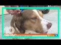 Polk animal control offering free dog and cat adoptions on Saturday