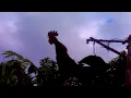Download Lagu Suasana Pagi di Desa, Suara Kokok Ayam dan Kicau Burung Saling Bersautan