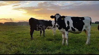 صوت بقره         دندنها