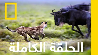 التحدى تجارب البرية ناشونال جيوغرافيك أبوظبي 