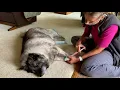 Download Lagu Saying Goodbye to Our 14 Year Old Norwegian Elkhound – Euthanasia in Our Home