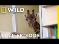 Giraffe Gets a Pedicure Full Episode Magic of Disney s Animal Kingdom