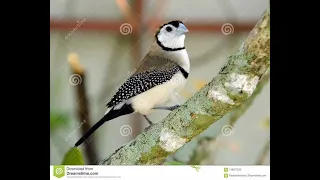 شرح عن طائر البوم فنش 