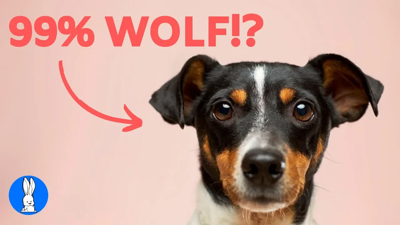 Outline Video 10 MOST Interesting DOG FACTS You Didn't Know