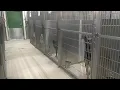 Fairbanks animal control hits shelter capacity for dogs