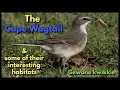 Download Lagu The Cape Wagtail and some of its interesting habitats
