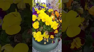 يا أرض الربيع الدائم Pourtoi 