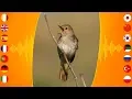 Download Lagu Bird Sounds: Thrush Nightingale