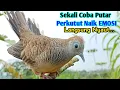 Download Lagu PERKUTUT LOKAL GACOR SUARA BESAR AMPUH MEMANGGIL LAWAN EMOSI MANGGUNG BEKUR