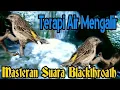 Download Lagu Masteran Blackthroat Dengan Suara Air Mengalir | Terapy Macet, Gacor Cepat