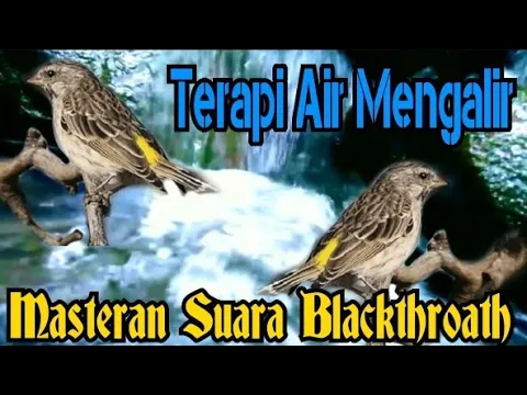 Download MP3 Masteran Blackthroat Dengan Suara Air Mengalir | Terapy Macet, Gacor Cepat