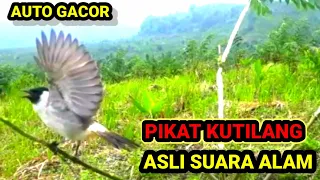 pikat kutilang asli suara alam gacor durasi 1jam
