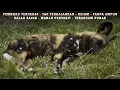 Download Lagu Problematika Anjing Liar Afrika