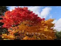 空も飛べるはず/スピッツ【歌ってみた】【弾いてみた】