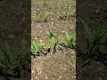 Rebuilding a 309 Ford 309 corn planter Field Update