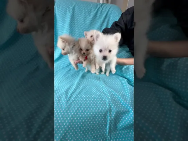 動画