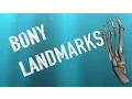 Bony Landmarks Head - Kinesiology Quiz