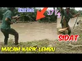 Download Lagu Seperti di Tarik Lembu • Mancing Sidat || Big Eel ||| Monster Eel