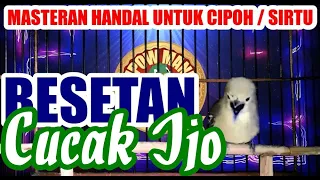 Download Masteran Handal Untuk Cipoh / Sirtu : Besetan Cucak Ijo MP3