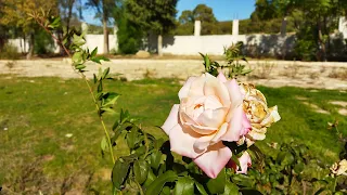 جولة في الطبيعة العذراء وسط غابات بكارية تبسة بالجزائر 