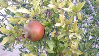 على ضفاف نهر الحب نلتقى سهرة مع شاعر الفيروز 